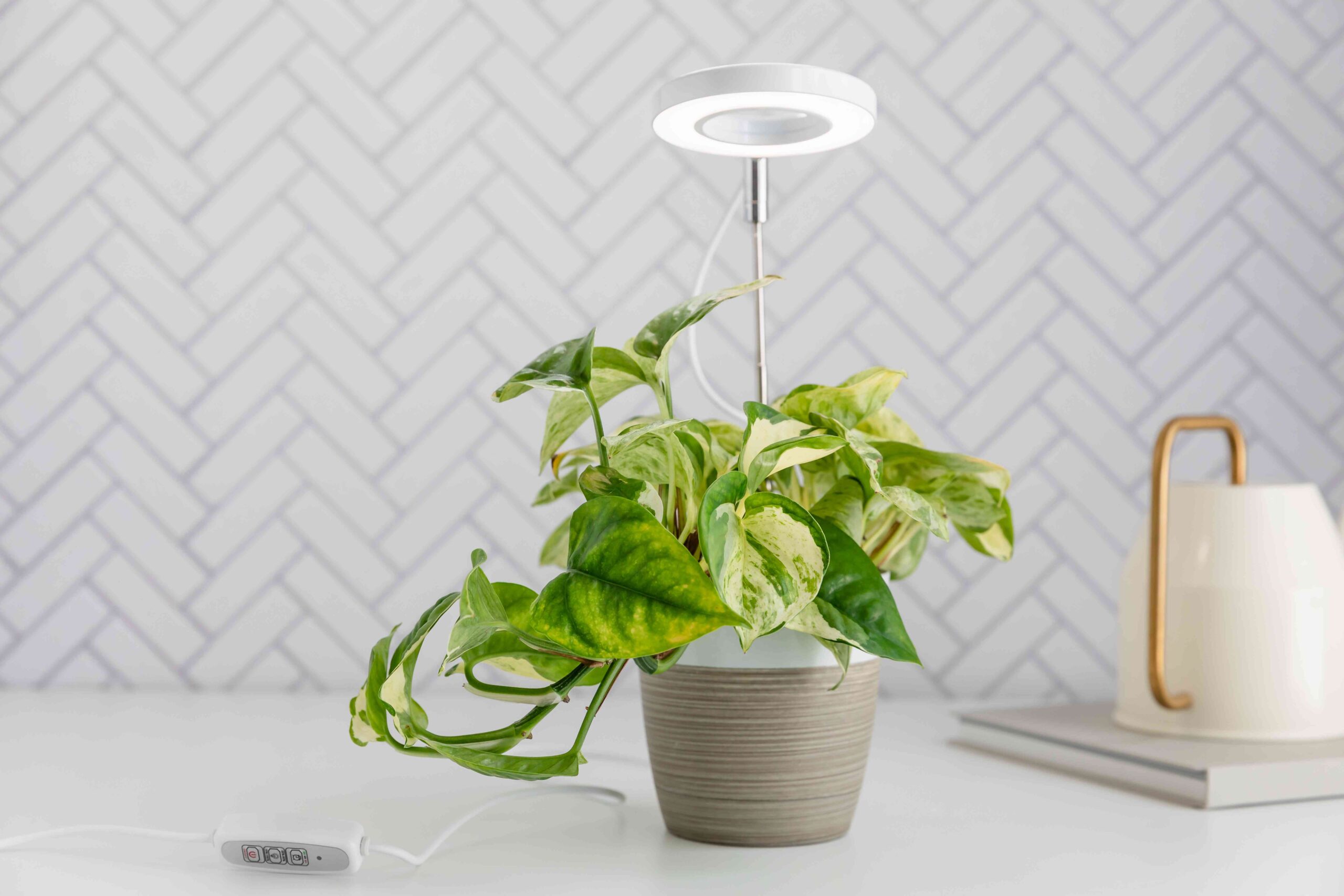 The Ultimate Guide to Indoor Plant Growth: Choosing the Right Light